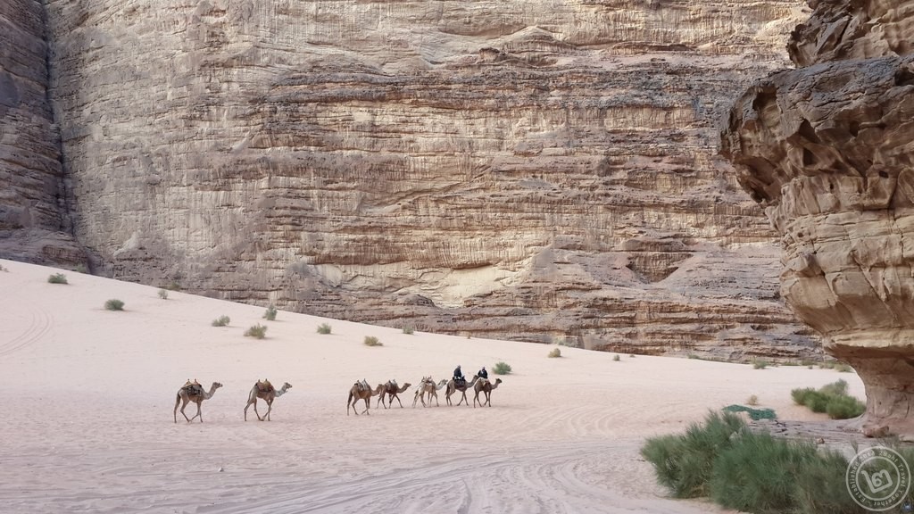 Camels at Wadi Rum