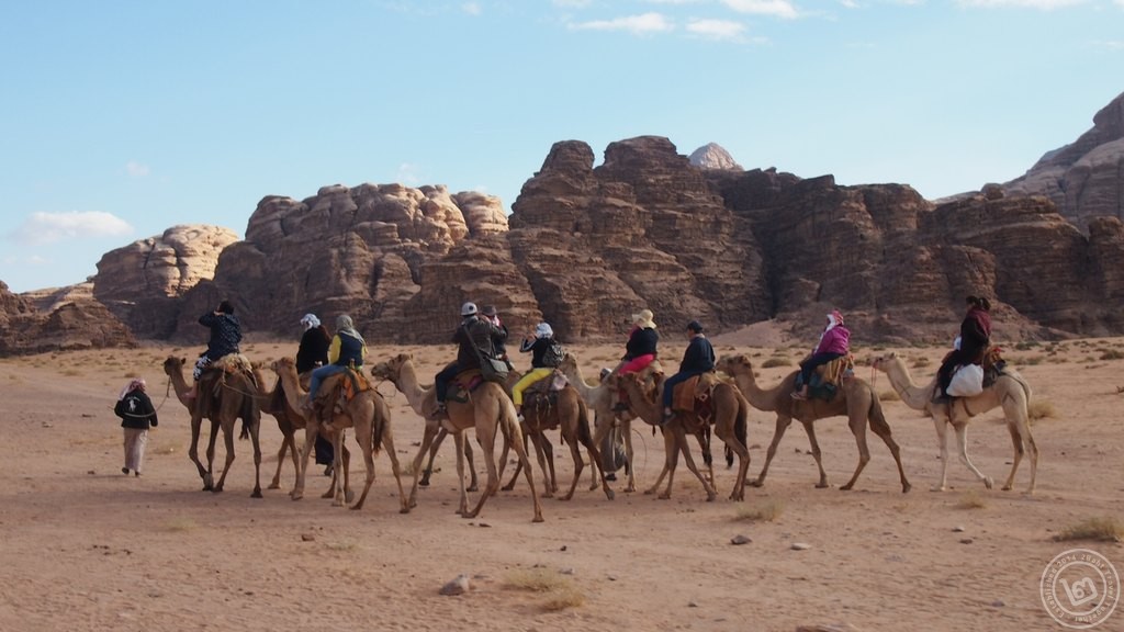 Wadi Rum Camels