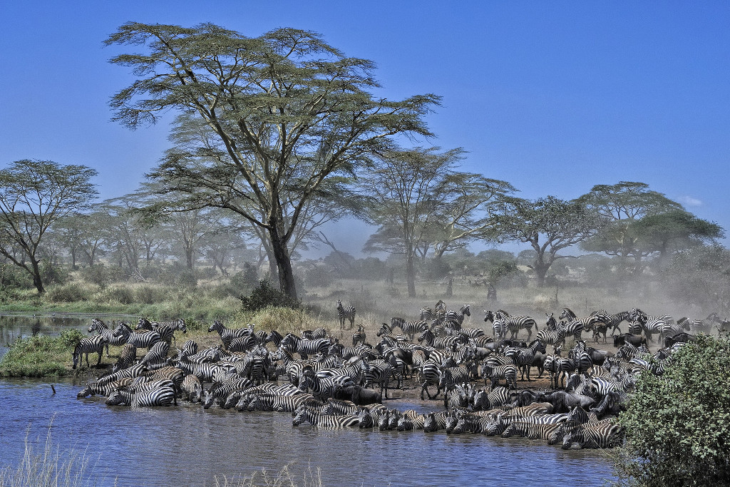 ฝูงม้าลายอพยพที่ Serengeti แทนซาเนีย - Flickr Diana Robinson