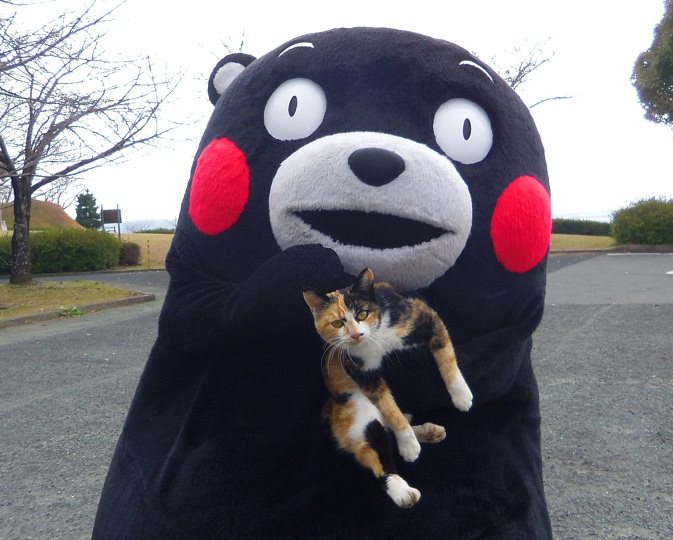 Kumamon กับแมว (ภาพจาก Facebook Kumamon)