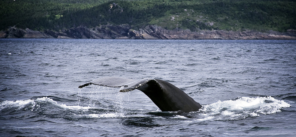 ปลาวาฬที่ Newfoundland - Flickr SIDwms