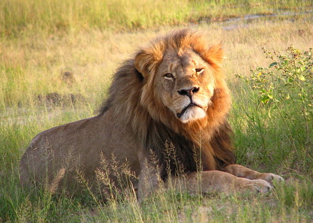 สิงโต Cecil the Lion (ภาพจาก Wikipedia)