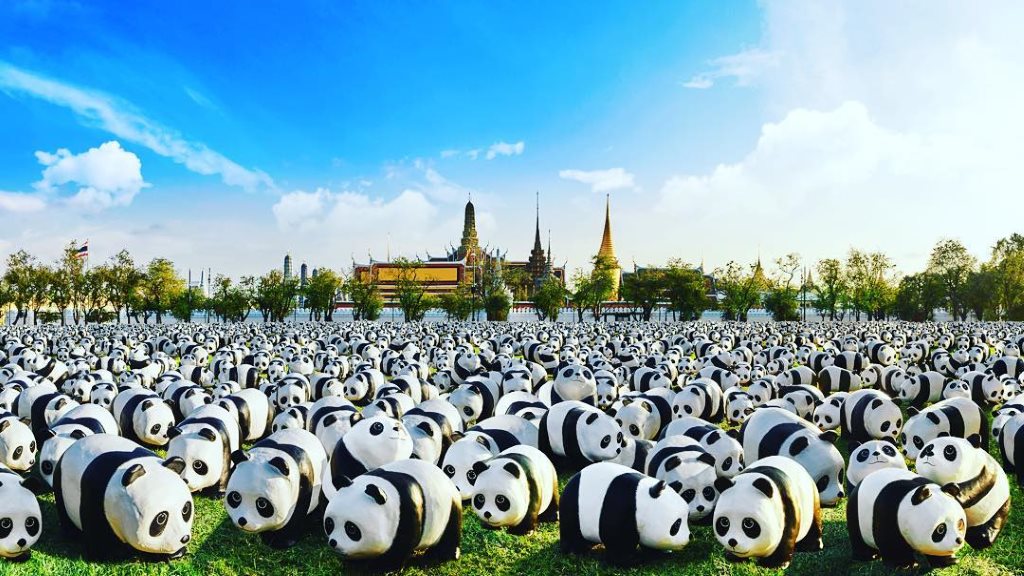 1600 Pandas TH