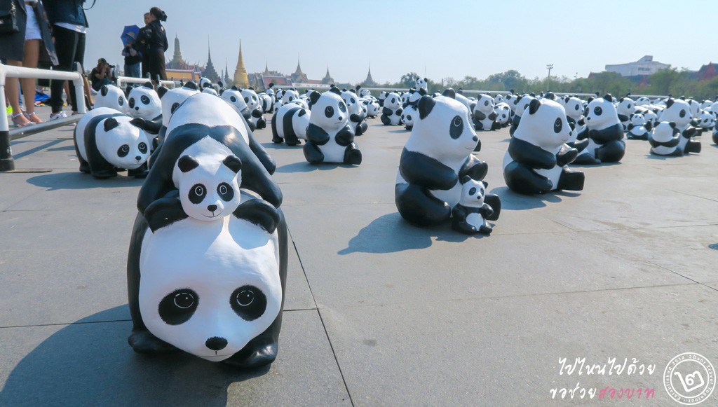 1600 Pandas+ TH สนามหลวง 4 มี.ค. 59