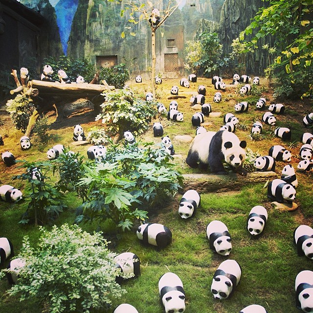 1600 Pandas พบกับพี่แพนด้าที่ Ocean Park ฮ่องกง