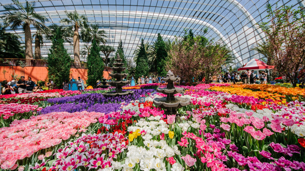 Tulipmania 2016, Gardens by the Bay สิงคโปร์