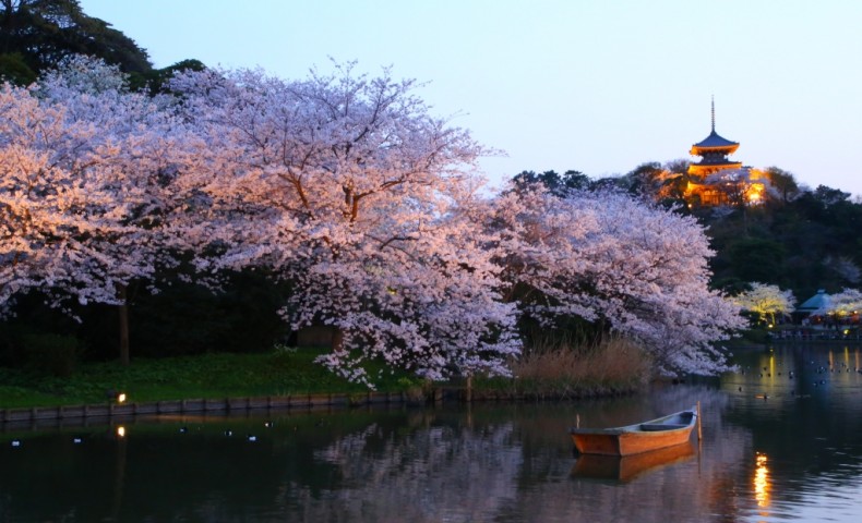 ซากุระบานที่สวน Sankeien 