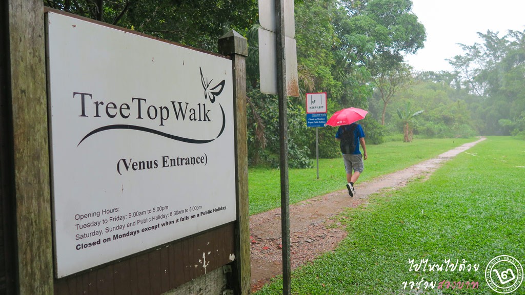 เส้นทางเดินป่าสิงคโปร์ ชมวิวเหนือยอดไม้ที่ TreeTop Walk อ่างเก็บน้ำ MacRitchie