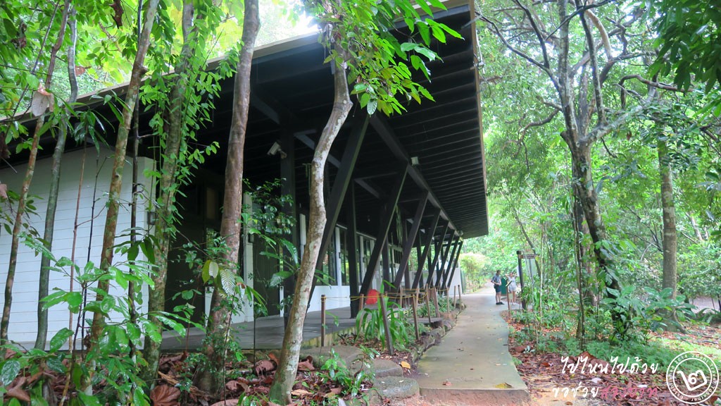 เส้นทางเดินป่าสิงคโปร์ ชมวิวเหนือยอดไม้ที่ TreeTop Walk อ่างเก็บน้ำ MacRitchie