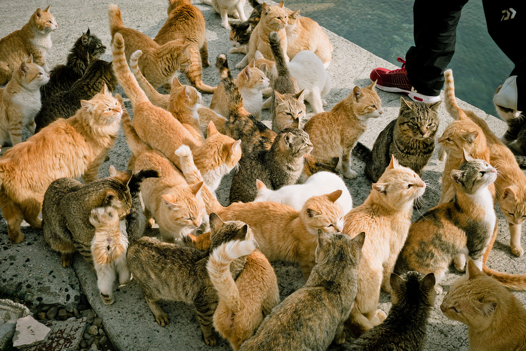 รวมข้อมูล ‘เกาะแมว’ ทั้ง 13 เกาะทั่วญี่ปุ่น ทาสแมวไม่ควรพลาด