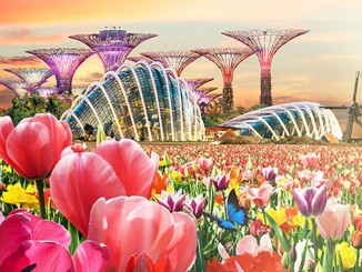 งาน Tulipmania จาก Gardens by the Bay