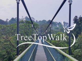 พาเดินป่าสิงคโปร์ ชมวิวเหนือยอดไม้ที่ TreeTop Walk อ่างเก็บน้ำ MacRitchie